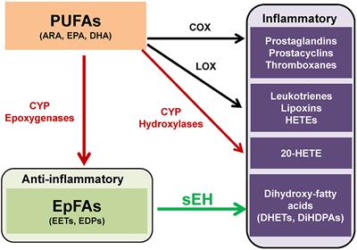 Role of Soluble Epoxide Hydrolase in Metabolism of PUFAs in Psychiatric and Neurological Disorders